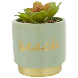 Beach Succulent Plant Decor
